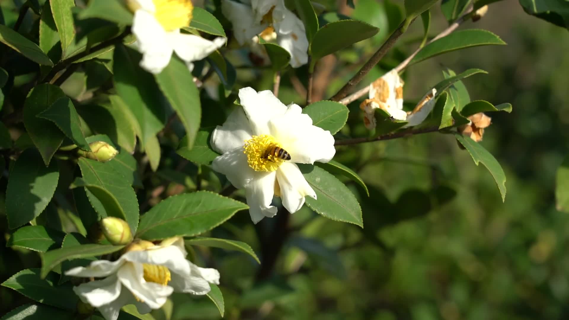 蜜蜂采茶花蜜-购宝钱包官网农业茶油莳植基地