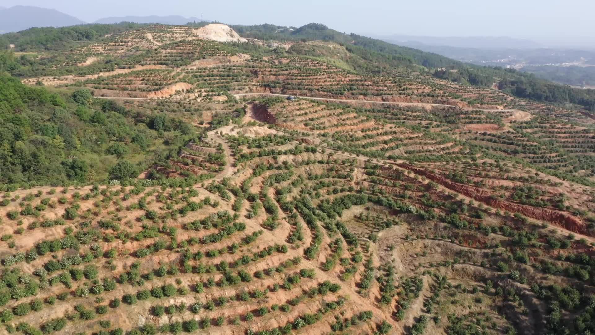 茶山二片区基地-购宝钱包官网农业茶油莳植基地