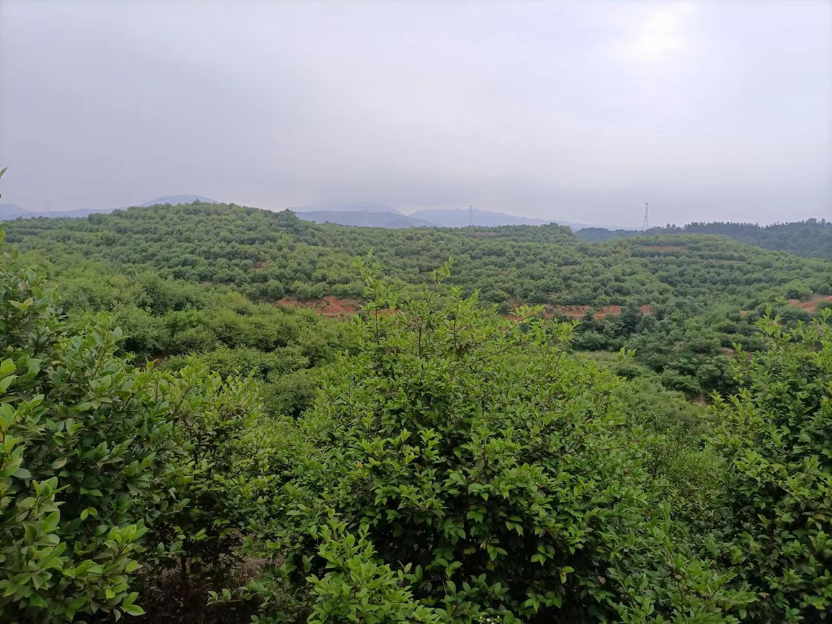 购宝钱包官网农业南冲基地